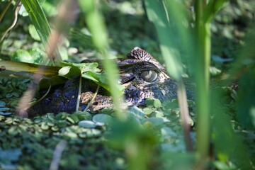 Juvenile alligator on lush green foliage in a tranquil pond