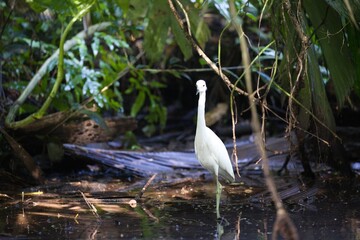 White Little blue heron (Egretta caerulea) perched on a rock in a scenic river