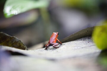 Adorable Little dart frog (Oophaga pumilio) perched on a rock, surrounded by lush green foliage