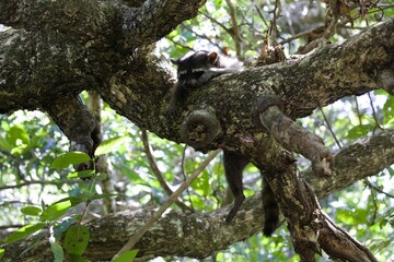 Raccoon perched atop a tree, its paw resting under its head