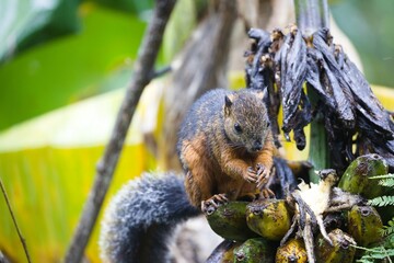 Gray squirrel perched on a tree branch, eagerly nibbling on a ripe yellow banana