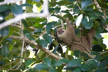 Three-toed sloth perched in a tree, surrounded by lush, green foliage