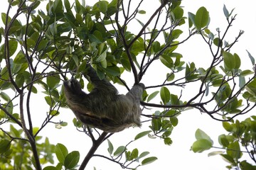 Three-toed sloth perched in a tree, surrounded by lush, green foliage