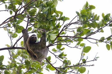 Naklejka premium Three-toed sloth perched in a tree, surrounded by lush, green foliage