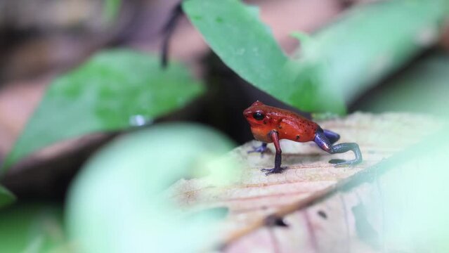 Closeup of Strawberry poison-dart frog on a dry leaf