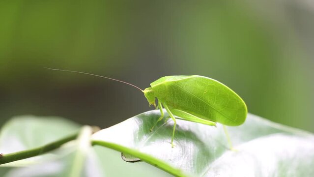 Closeup of Bush cricket on a green leaf with blurry background