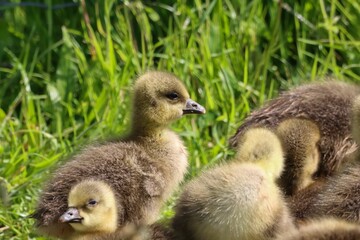 Flock of Gosling Canadian Geese at a Nature Reserve near the lush grass