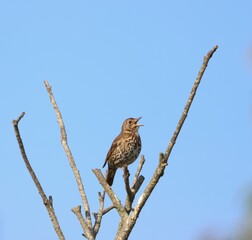 Mistle Thrush bird perched on a branch of a tree branch against a blue sky
