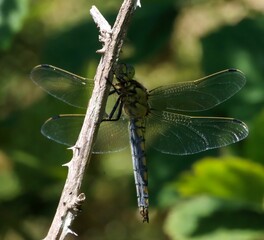 Broad Bodied Dragonfly on a tree branch in a natural environment