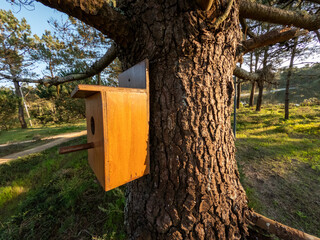 Bird House on a Pine Tree