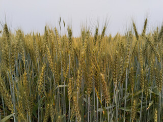 wheat field in summer, field of wheat