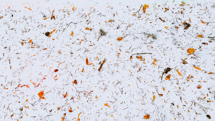 Texture of orange leaves and fir tree needles on white snow in wild woods. Backdrop with forest ground in winter. Snow in autumn. Fall wallpaper. Soft focus. film grain pixel texture. Defocused.