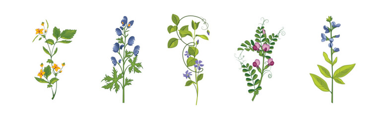 Meadow Fragrant Herb and Herbaceous Flowering Plant Vector Set
