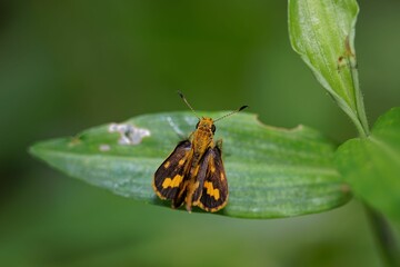 Closeup of a tellcota auglas on a green leaf in a field with a blurry background