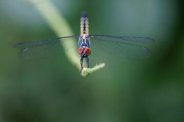Macro shot of a Pachydiplax longipennis on a green stem with a blurred background