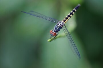 Macro shot of a Pachydiplax longipennis on a green stem with a blurred background