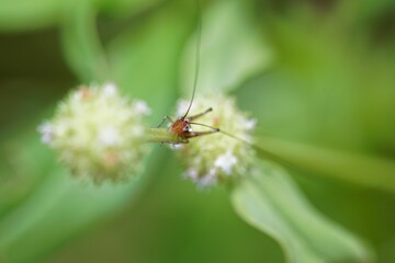 Macro shot of a Grasshopper hiding on the green stem of the plant