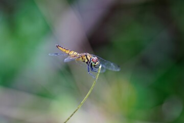 Macro shot of a Pachydiplax longipennis on a green stem with a blurred background