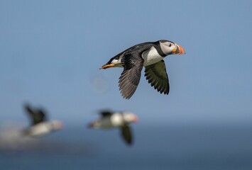 Adorable Atlantic puffin flying against a bright blue sky with a calm look on its face