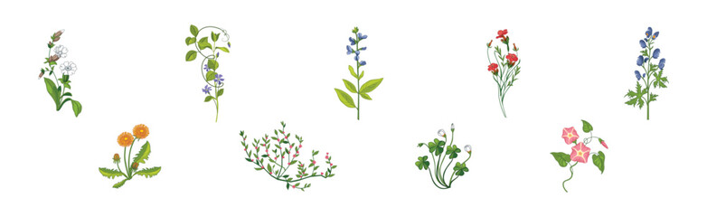 Meadow Fragrant Herb and Herbaceous Flowering Plant Vector Set