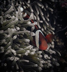 Beautiful orange clownfish swimming gracefully through a coral reef - obrazy, fototapety, plakaty