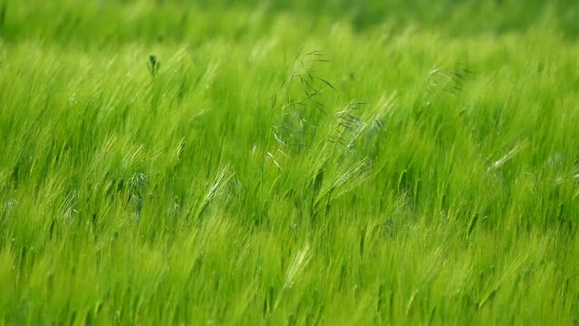 green grass in field. swirl over green corn field. Agriculture food production, plantation from up above, top view crop lines texture, farmland zooming out