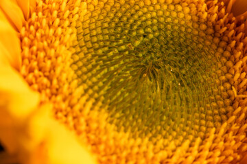 The yellow sunflower has a green center