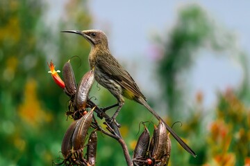 Closeup of a malachite sunbird perched on a tree branch in the daylight