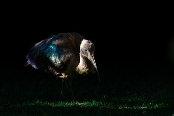 Closeup of an ibis perched on a grassy field with a blurry background