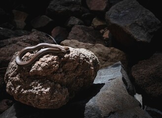Closeup of a sharp-tailed snake on a rock in a cave with a blurry background