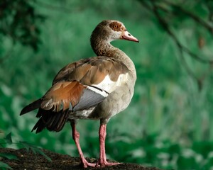 Closeup of an Egyptian goose perched on the ground with a blurry background