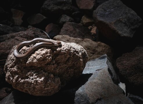 Closeup of a sharp-tailed snake on a rock in a cave with a blurry background