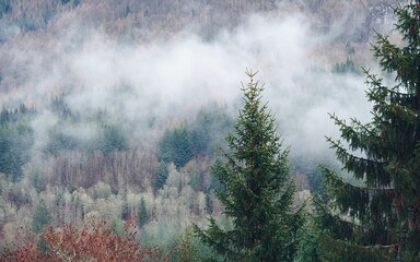 Forest surrounded by dense trees in foggy day