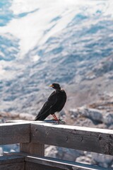 Black raven bird perched atop a wooden fence on the backdrop of a mountain