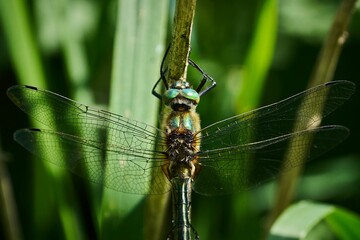 Closeup of a dragonfly perched on green grass