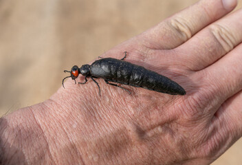 Orange-Headed Beetle on Hand