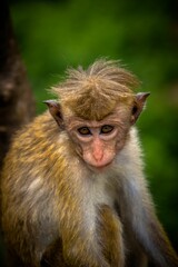 Close-up of a toque macaque monkey looking at the camera