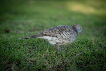 Closeup shot of a zebra dove walking in a green grassy meadow.