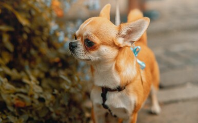 Closeup of a cute chihuahua in a garden during the golden hour