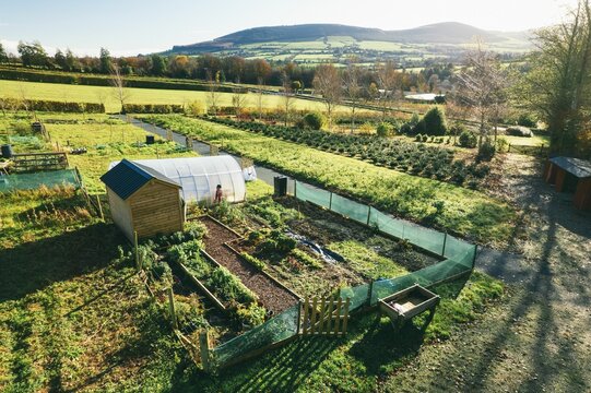 Allotment growing root vegetables, off-grid living and sustainable lifestyle