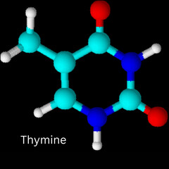 structure 3D of Thymine 