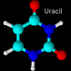 structure 3D of Uracil