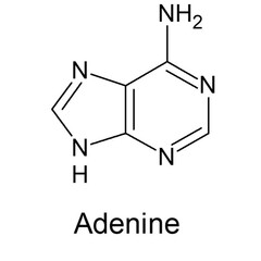 Structure of Adenine