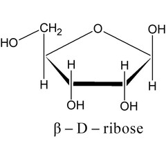 structure of beta-d-ribose 