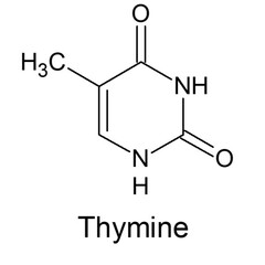 structure of Thymine 