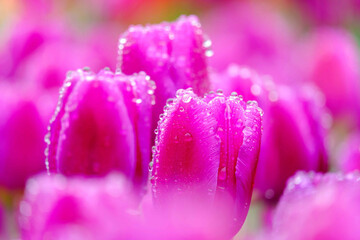 Colorful tulip with water droplets in the garden