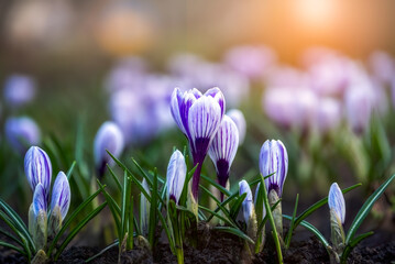 Beautiful delicate blooming white with purple crocuses growing in bunches on a flowerbed in a city park in the sunshine. Selective focus. The first spring flowers.