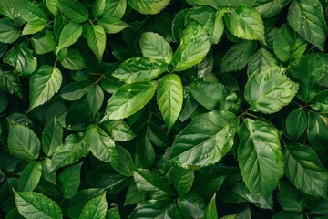 Fresh green foliage texture with lush leaves and natural patterns, digital photography - obrazy, fototapety, plakaty