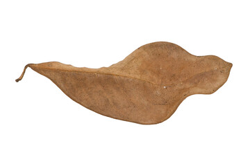 dry leaves on white background