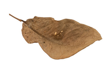 dry leaves on white background
